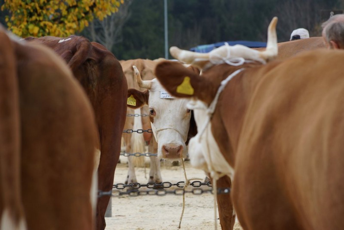 Swissherdbook muss die letzten Herbstviehschauen noch absagen. Die Kühe sollen aber noch auf den Betrieben beurteilt werden.  (Bild Ruth Aerni)