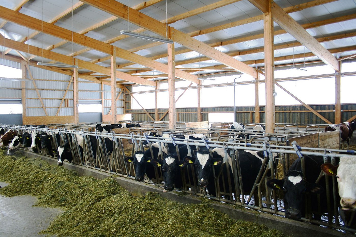 Bei einer intensiven, teuren Fütterung müssen hohe Leistungen erreicht werden. Sonst leidet die Wirtschaftlichkeit. (Bild BBZN Hohenrain)