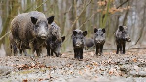 ASP-Ausbrüche bei Wi ASP-Ausbrüche bei Wildschweinen beschäftigen die Schweinehalter im Osten von Deutschland.