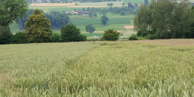 Beim Brotgetreide nimmt 2021 vor allem die Anbaufläche von Brotweizen zu. (Bild lid/ji)