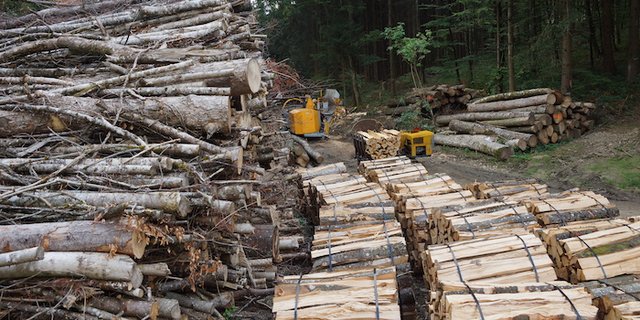 Die Gefahr ist noch nicht vorüber: Liegen befallene Stämme im Wald, kann der Borkenkäfer vom gefällten Baum auf einen neuen, gesunden Baum übergehen. (Bild BauZ)