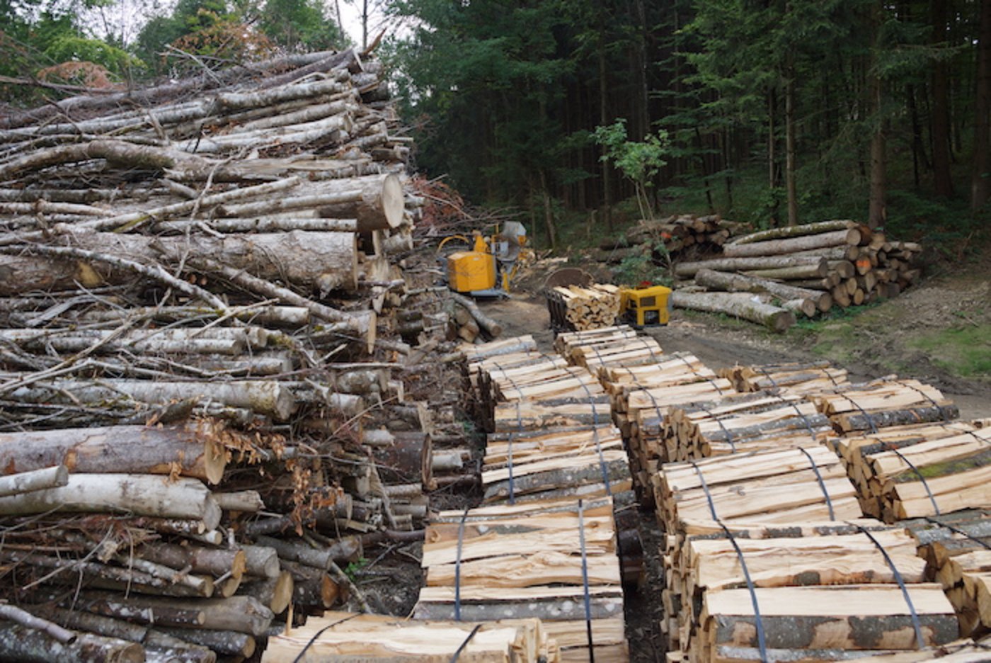 Die Gefahr ist noch nicht vorüber: Liegen befallene Stämme im Wald, kann der Borkenkäfer vom gefällten Baum auf einen neuen, gesunden Baum übergehen. (Bild BauZ)