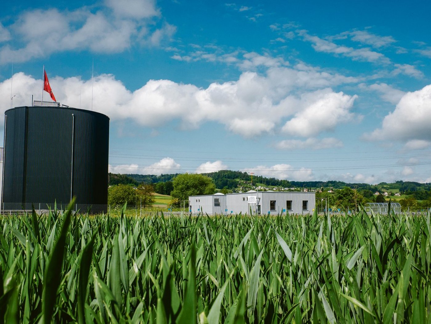 Der Stickstoff aus der Kläranlage könnte zum Beispiel im Getreide eingesetzt werden. (Bilder David Eppenberger)