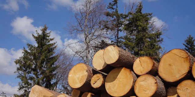 Erstmals seit dem Zweiten Weltkrieg hat Holz wieder mehr als 10 Prozent des Schweizer Wärmebedarfes gedeckt. (Bild lid)