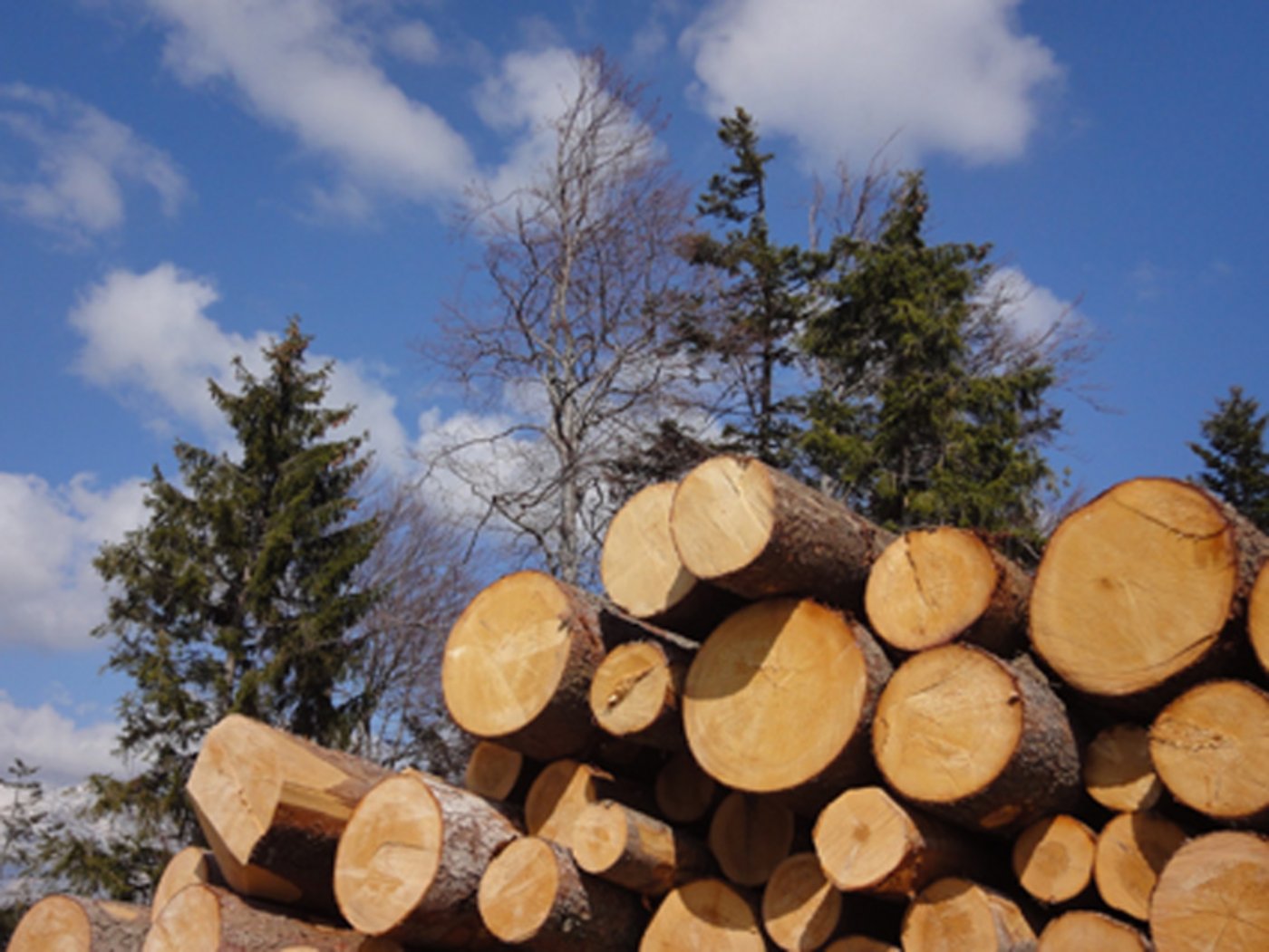 Erstmals seit dem Zweiten Weltkrieg hat Holz wieder mehr als 10 Prozent des Schweizer Wärmebedarfes gedeckt. (Bild lid)