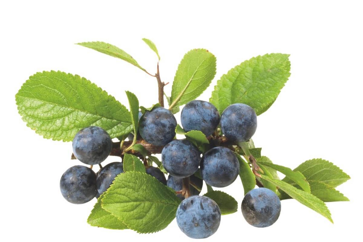 Wildfrucht: Schlehe