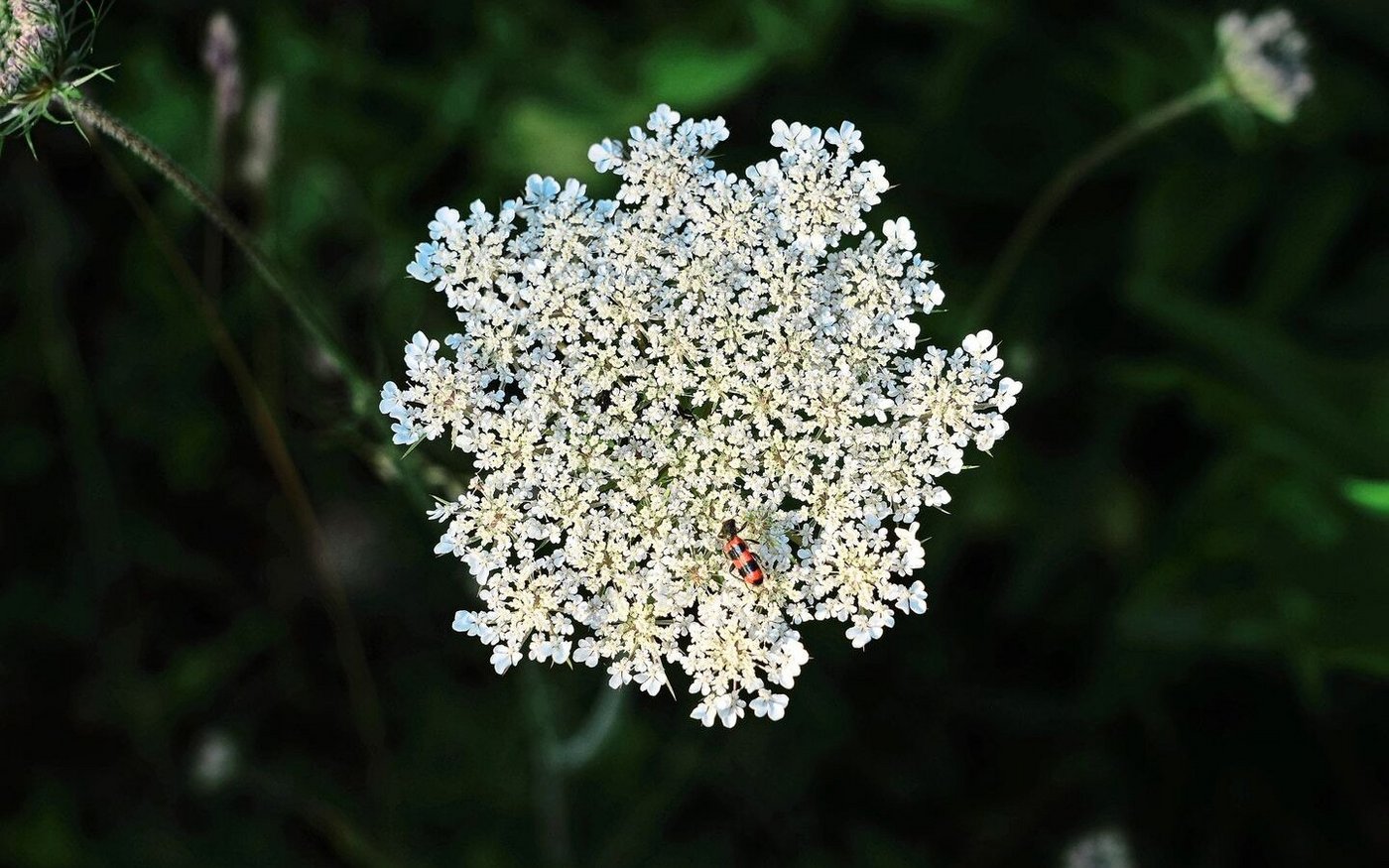 Die Wilde Möhre und Co.: Wiesentouren sensibilisieren und vermitteln Wissen über die Bewirtschaftung von artenreichen Flächen.