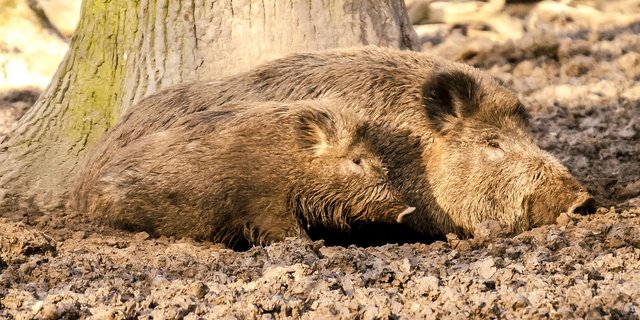Wildschweine können die Afrikanische Schweinepest (ASP) übertragen. (Symbolbild Pixabay)