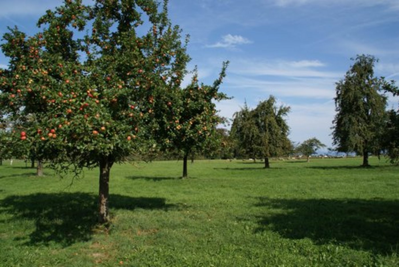 Bei Hochstammbäumen beginnen die ersten Äste erst in 1.60 Meter Höhe. (Bild lid)