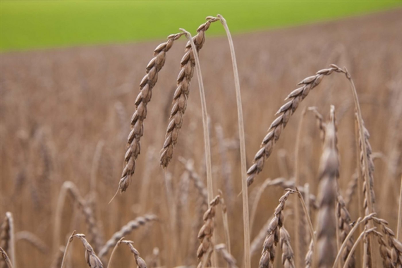 Für Urdinkel werden weitere Flächen gesucht. (Bild lid)