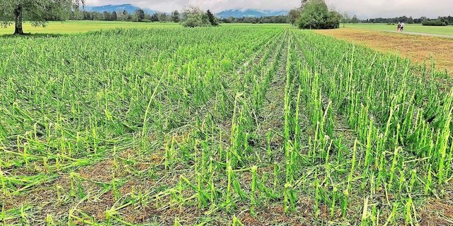 Dieses Maisfeld musste gleich zweimal dran glauben: Fachexperten und -expertinnen schätzen den Schaden und ermitteln den erwarteten Ertragsverlust.