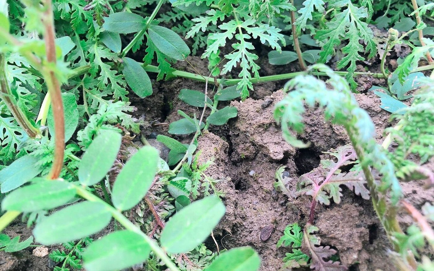 Gründüngungen schützen vor Erosion und Auswaschung. Die Pflanzen nehmen Wasser auf und helfen beim Abtrocknen, wenn es wieder wärmer wird.