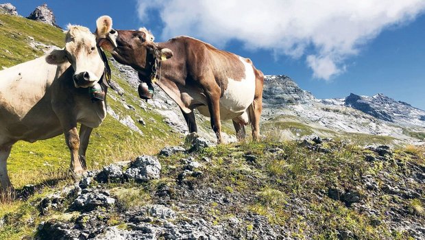 Früher es üblich, dass auf den Alpen mehrere Personen mit dem Unterhalt der  Weide beschäftigt waren.