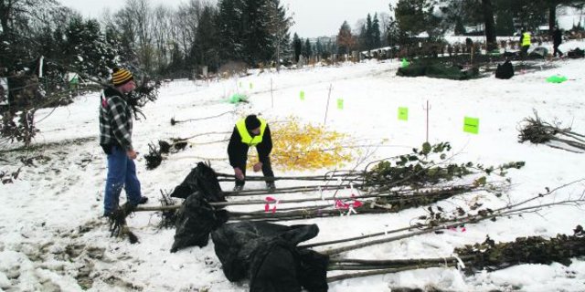 Die Käufer suchen sich die Bäume aus. (Bilder Michael Götz)