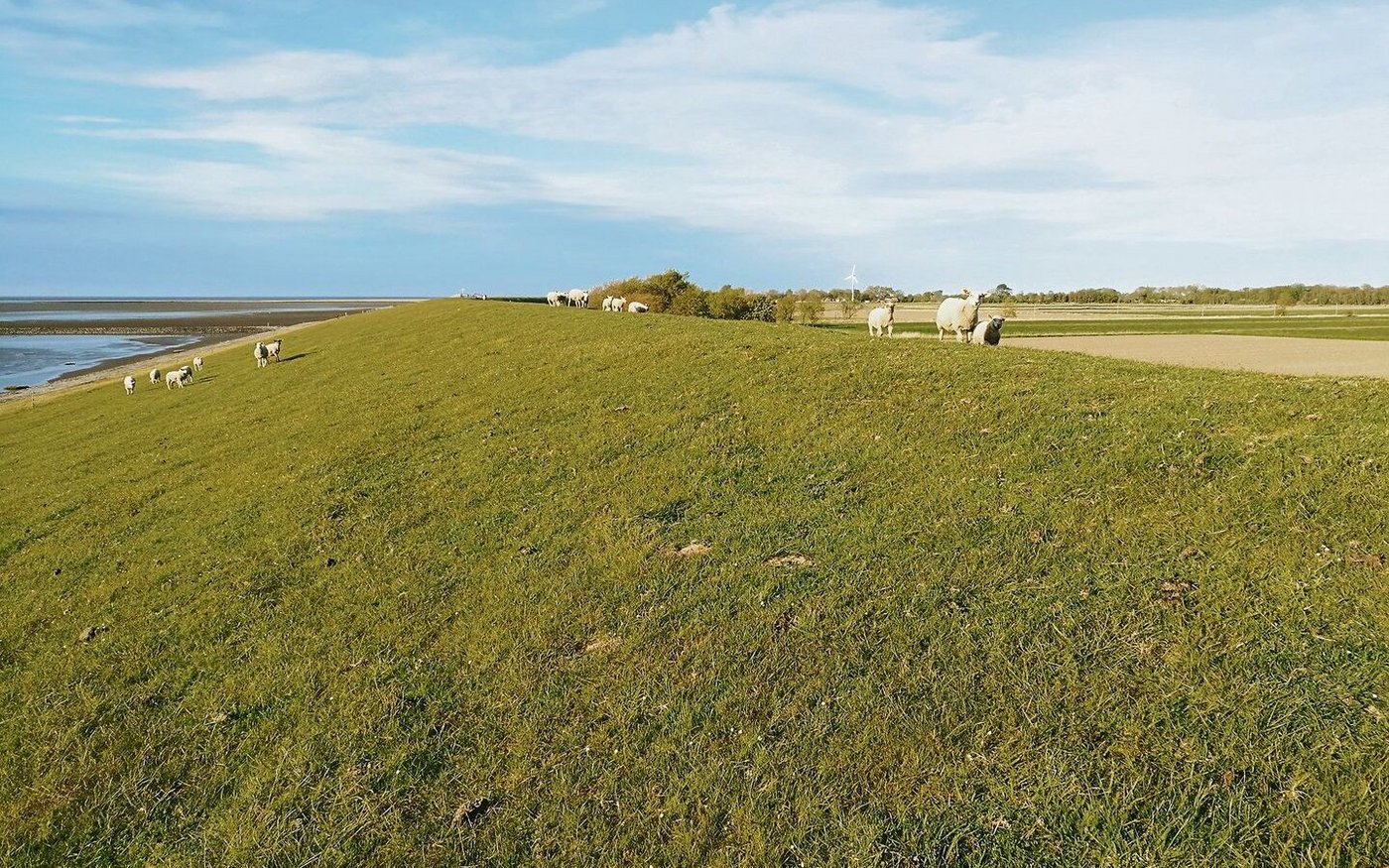 Sturm ist erst dann, wenn der Wind den Deichschafen die Locken aus der Wolle streicht und die Ziegel vom Dach fliegen, weiss Auswanderin Sandra Honegger.