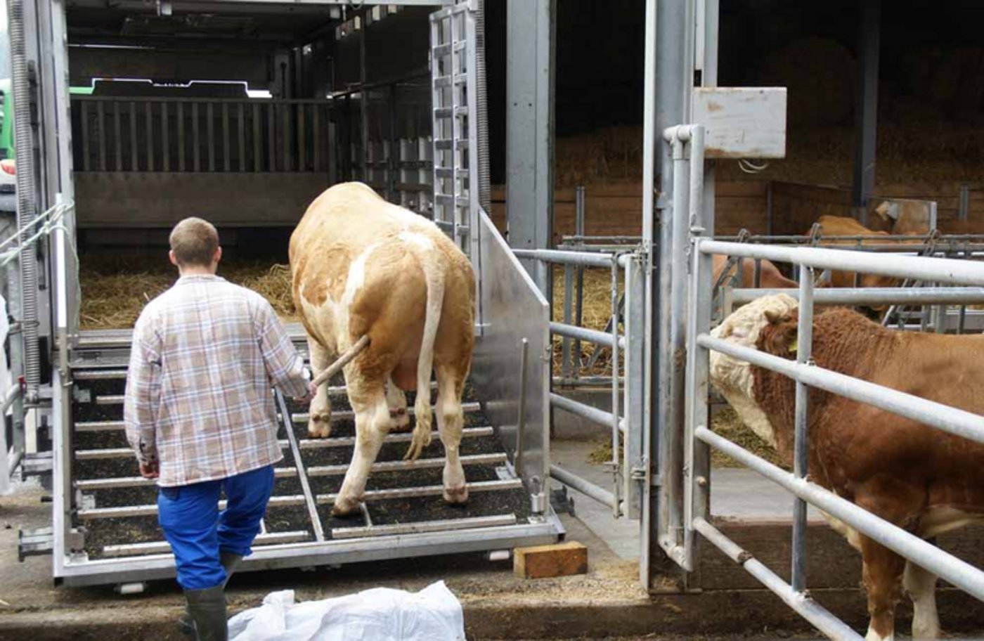 Mischt das neue App den Viehhandel auf? (Symbolbild lid)