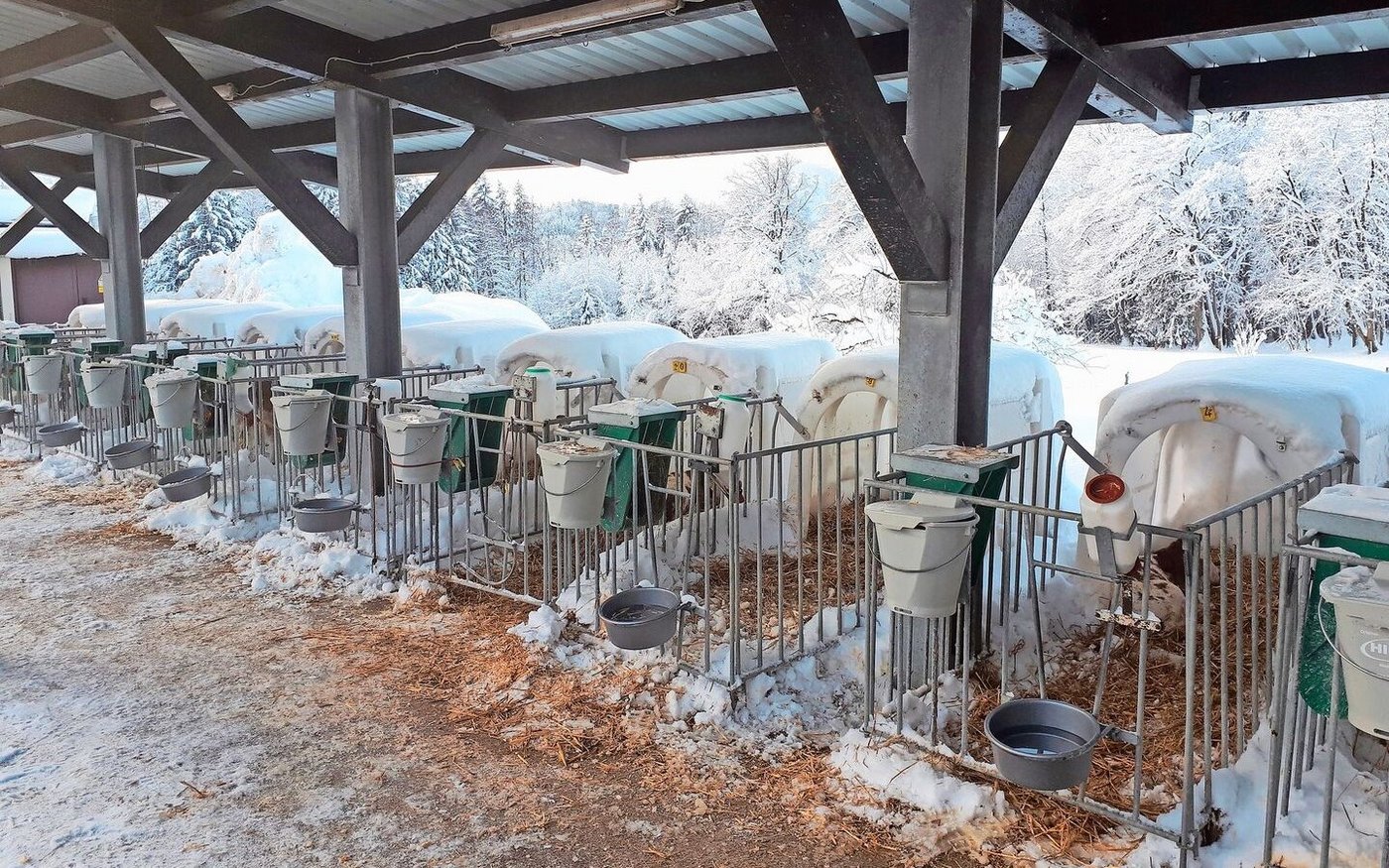 Kälber mögen keine Kälte: Viel Stroh, eine Kälberdecke und reichlich Milch helfen über den Winter.