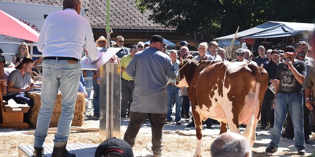 Die wunderschöne Erstlingskuh Artemis Desiree von Josef Krügel, Marbach LU, hatte ihren Preis: Sie war einem Käufer 4700 Franken Wert. 