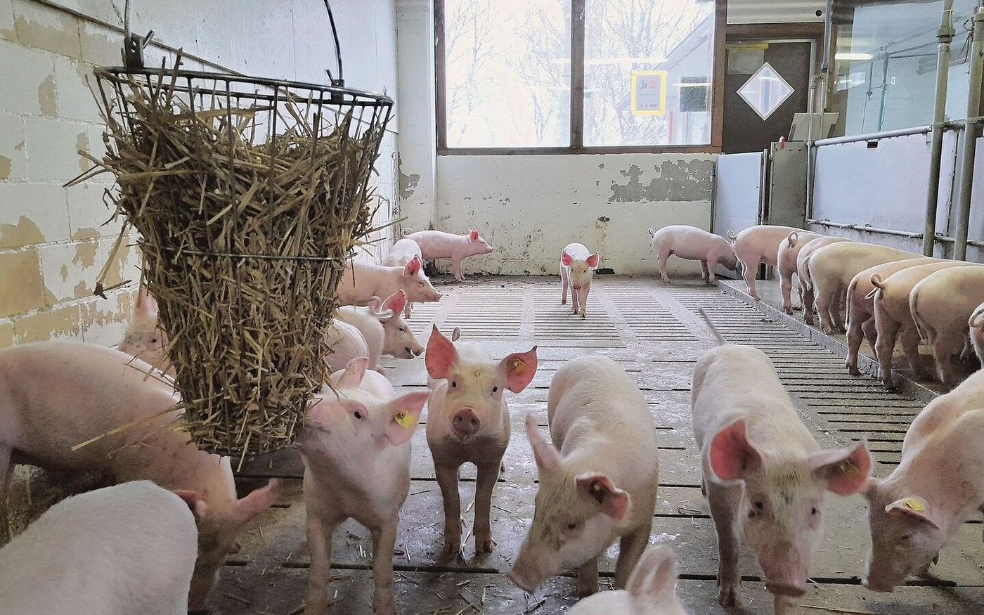 Die Schweine haben die Möglichkeit, sich frei zu bewegen und sich mit Strohraufen oder Strohwürfeln zu beschäftigen.