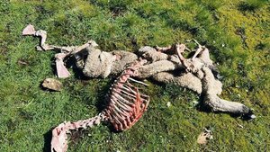 Kommen die Gänsegeier, bleibt vom Aas schon nach wenigen Stunden kaum etwas übrig.