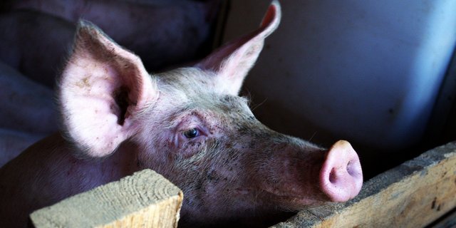 Die gesenkten Schweinepreise sollen einen Rückstau von Schlachtschweinen in den Ställen vermeiden. (Symbolbild Pixabay)