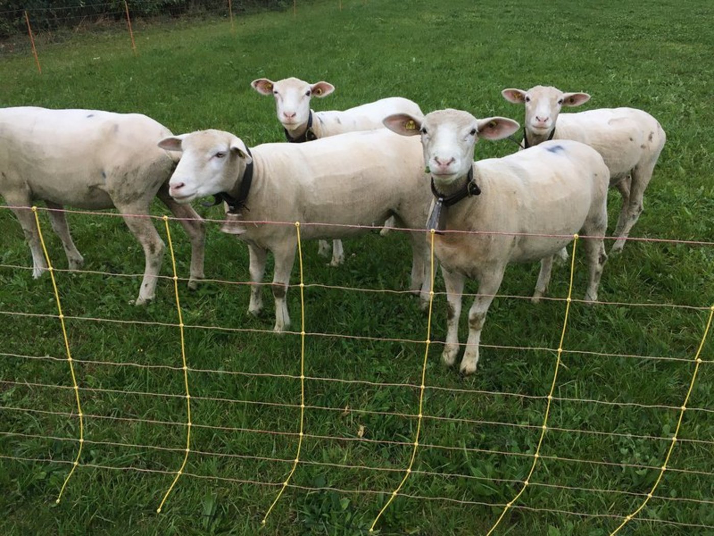 Das System entspreche dem Prinzip «den letzten beissen die Hunde», kritisieren die Berufsschäfer. (Bild jsc)