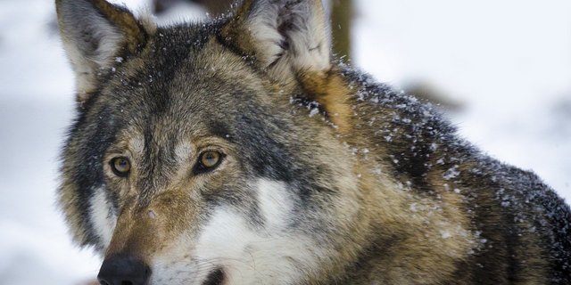 Wölfe, die im Siedlungsgebiet auftauchen, befeuern die Debatte um die Regulierung der Schweizer Wolfsbestände. (Bild Wilda3 / Pixabay)