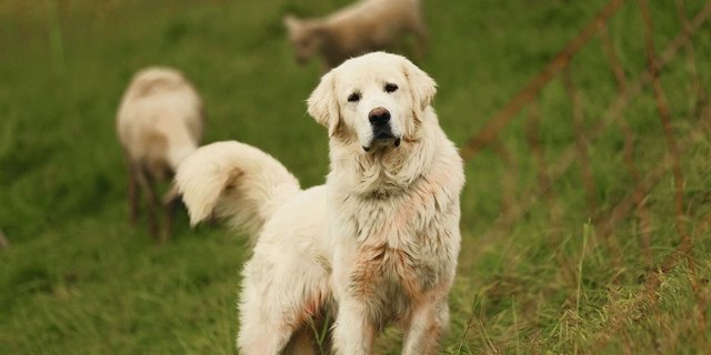 Herdenschutzhunde sind momentan gesucht.