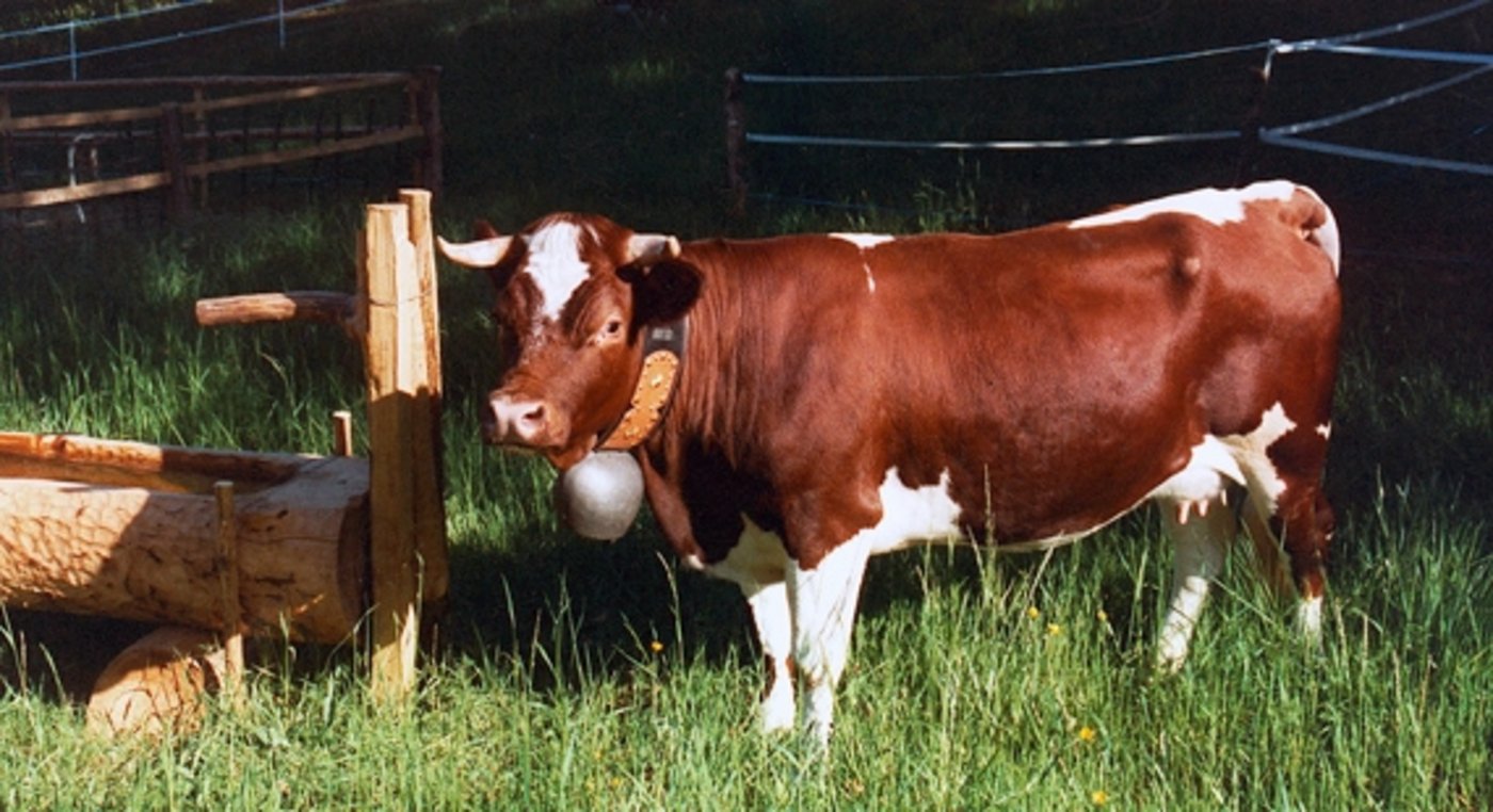 Pro Specie Rara beschreibt die Evolèner Rasse als robust und lebhaft. (Bild Pro Specie Rara)