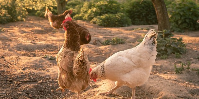 Weder die Schweizer Nachfrage nach Eiern noch jene nach Fleisch kann mit der inländischen Produktion gedeckt werden. (Bild Andreas Goellner/Pixabay)