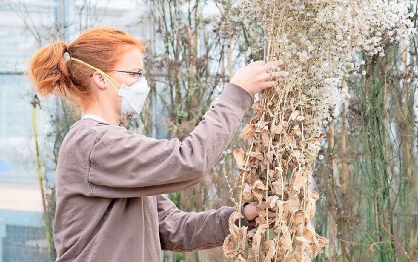 Die klassische Zucht einer Sorte dauert Jahre und ist aufwendig. Denn die Pflanzen müssen gekreuzt werden, wachsen und Samen bilden (auf dem Bild: Samenernte an einem Salat).