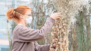 Die klassische Zucht Die klassische Zucht einer Sorte dauert Jahre und ist aufwendig. Denn die Pflanzen müssen gekreuzt werden, wachsen und Samen bilden (auf dem Bild: Samenernte an einem Salat).