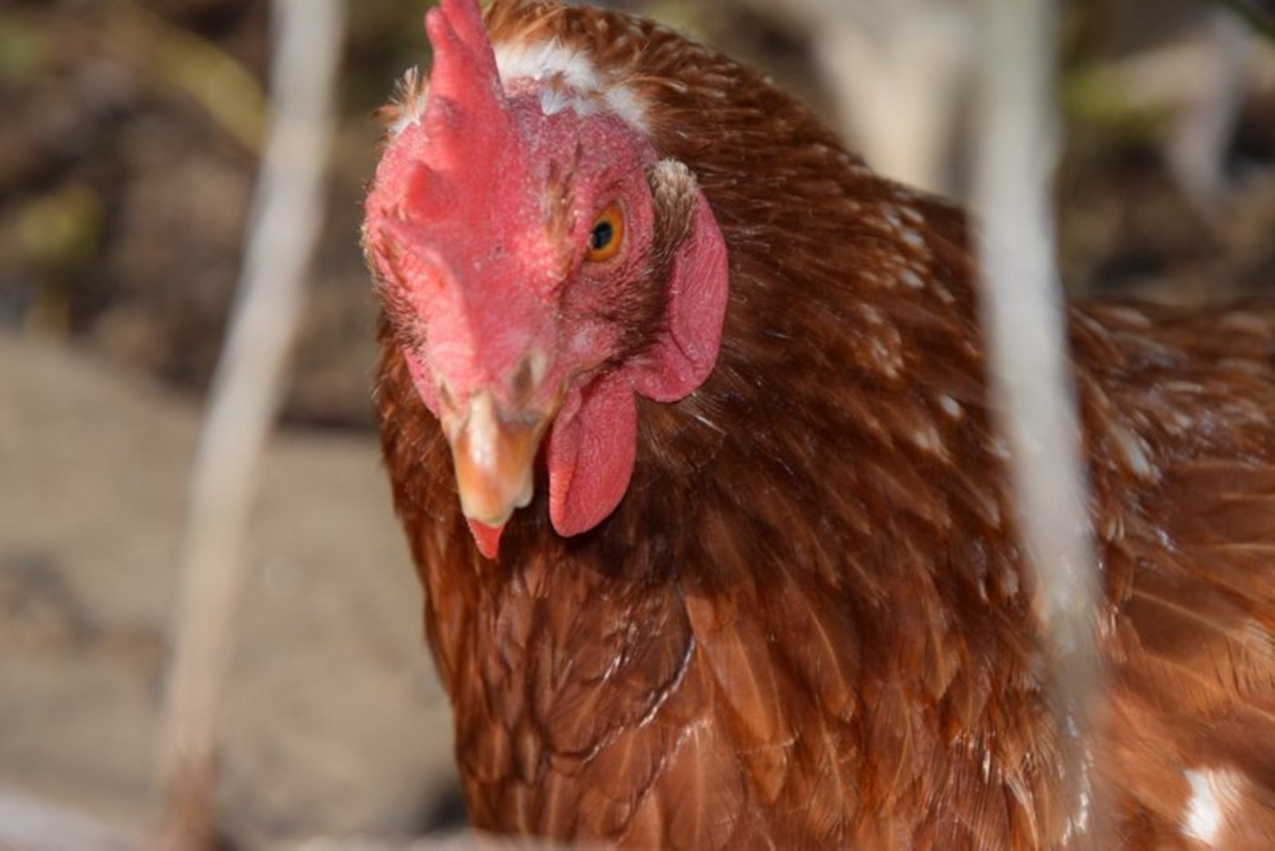 Produzenten sind namentlich gesucht im Bereich Junghennenaufzucht (dringend) und Pouletmast. (Bild BauZ)