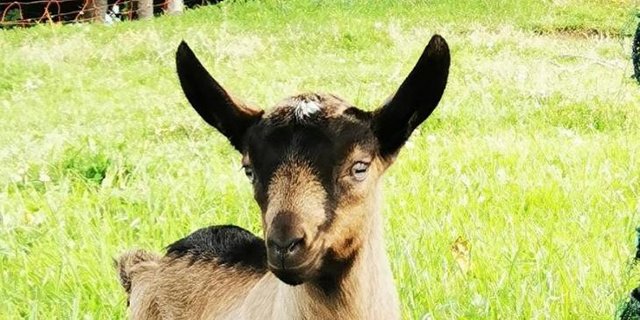 Die vier bis sieben Wochen alten Jungtiere sind spurlos verschwunden. Es handelt sich nach Polizeiangaben um braune Brienzer Ziegen. (Symbolbild Daniela Joder)