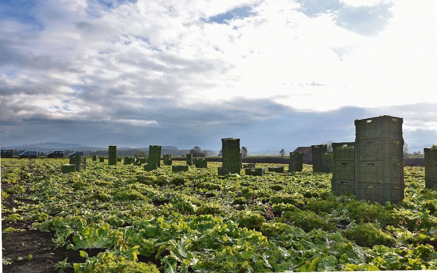 Eine Weltuntergangsstimmung: Als die BauernZeitung Anfang November den Betrieb von Michael Moser besucht, erntet die Equipe gerade den letzten Endiviensalat im Grossen Moos.
