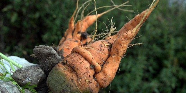 Verknorzte Karotten kommen oft gar nicht erst ins Angebot der Supermärkte; Normen sind einer der Gründe, weshalb riesige Mengen Lebensmittel vermeidbarer Weise als Abfall enden. (Bild Pixabay) 