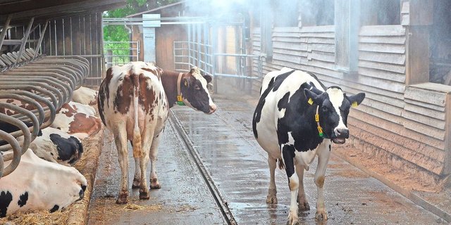 Hitzestress wirkt sich negativ auf die Fruchtbarkeit der Tiere aus. Auf dem Markt finden sich verschiedene Lüftungs- und Kühlungssysteme.    