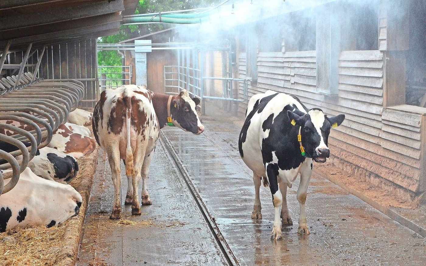 Hitzestress wirkt sich negativ auf die Fruchtbarkeit der Tiere aus. Auf dem Markt finden sich verschiedene Lüftungs- und Kühlungssysteme.    