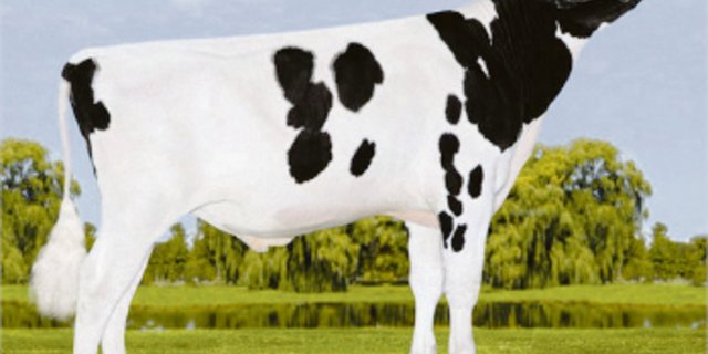 Die neue Nummer eins nach Iset der Holsteinstiere mit einem Schweizer Resultat: Sandy-Valley-I Penmanship. (Bild pj)