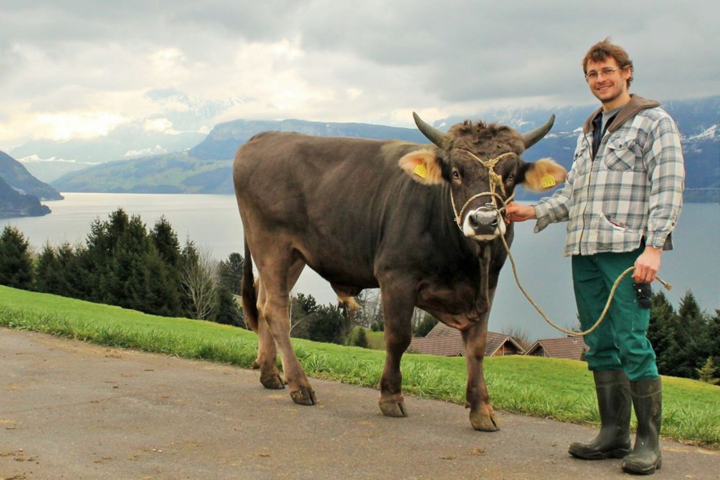 Fredy Frank aus Ennetbürgen NW ist begeistert von der Stierenhaltung. Sein Muni Rocki Ravello konnte er an eine KB-Organisation verkaufen. (Bild Reto Betschart) 