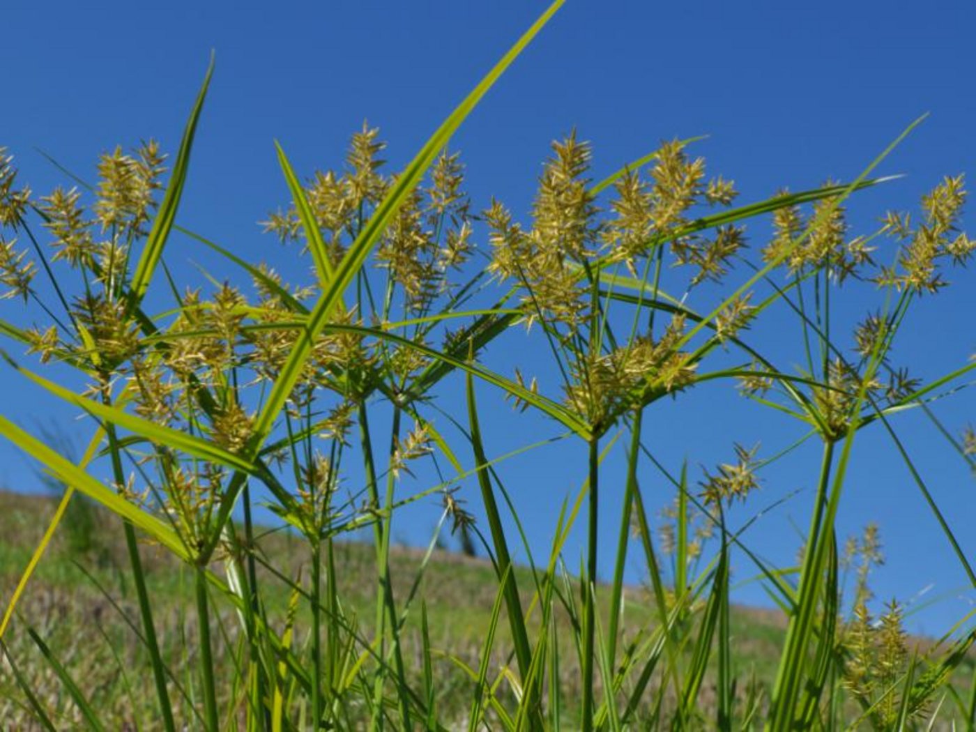 Die Bekämpfung des Erdmandelgrases ist aufwendig. Frühzeitiges Handeln lohnt sich. (Bild zVg)