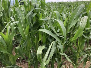 Der Mais ist trotz Hagel noch nicht ganz verloren In vielen Regionen haben die Hagelzüge Ende Juni und Juli grosse Schäden in den Maisbeständen hinterlassen. Die Blätter zeigen sich durchlöchert oder zerrissen. Bis zur Ernte ist eine Regeneration der Blattmasse aber durchaus noch möglich. (Bild sjh)