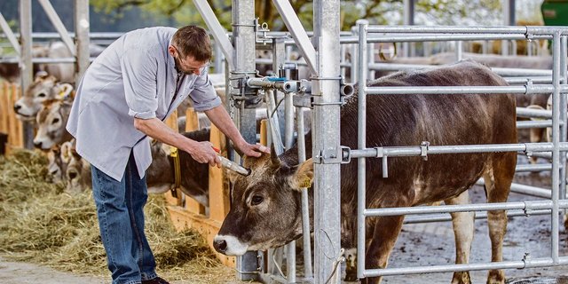 Hofschlachtung auf dem Hof Dusch: Die Betäubung erfolgt durch einen Bolzenschuss im Selbstfanggatter.(Bild: Tina Sturzenegger)