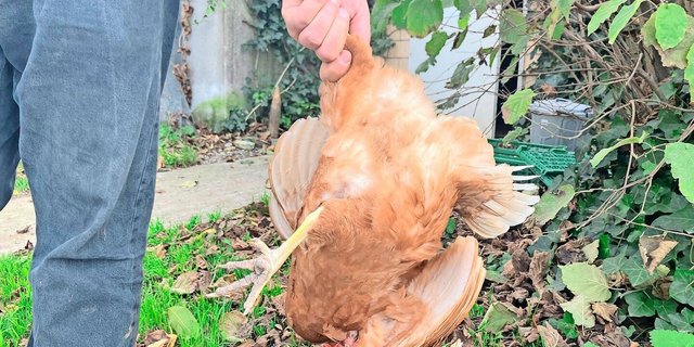 Weil Hühner kein Zwerchfell haben, drücken ihnen beim Kopfübertragen die Organe auf ihre Lungen und sie bekommen Atemnot.