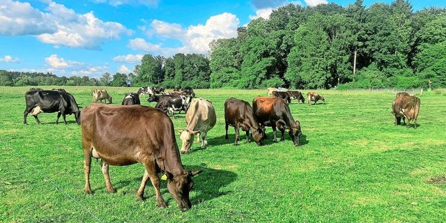 Vormähen ersetzt den Säuberungsschnitt. 