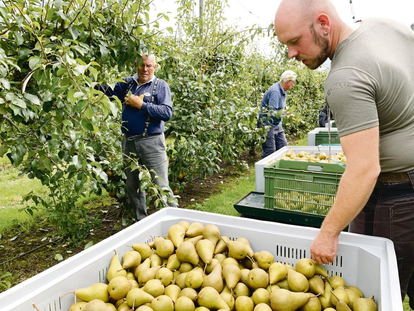 Jonas Hunkeler (r.) freut sich ob der guten Qualität der Kayser-Alexander-Birnen, welche die Pflückhelfer direkt in die grossen Kisten ernten. (Bild Josef Scherer)
