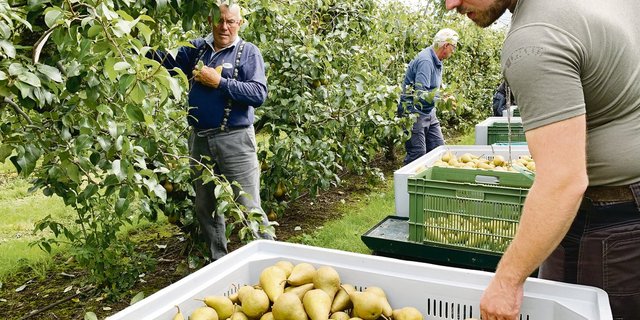 Jonas Hunkeler (r.) freut sich ob der guten Qualität der Kayser-Alexander-Birnen, welche die Pflückhelfer direkt in die grossen Kisten ernten. (Bild Josef Scherer)