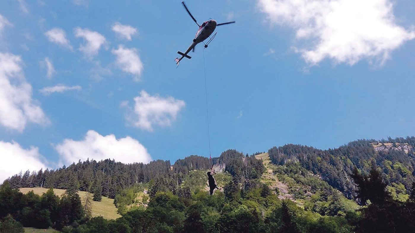 Das eingeschläferte Rind wurde mit dem Helikopter ins Tal geflogen. (Bilder Jan Zbinden)