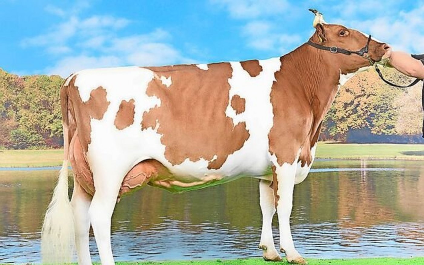 Die Mutter von Semino, Alfredo Somalia (55 55 98/EX-94) von Peter Steffen, ist mittlerweile zwölf Jahre alt. 