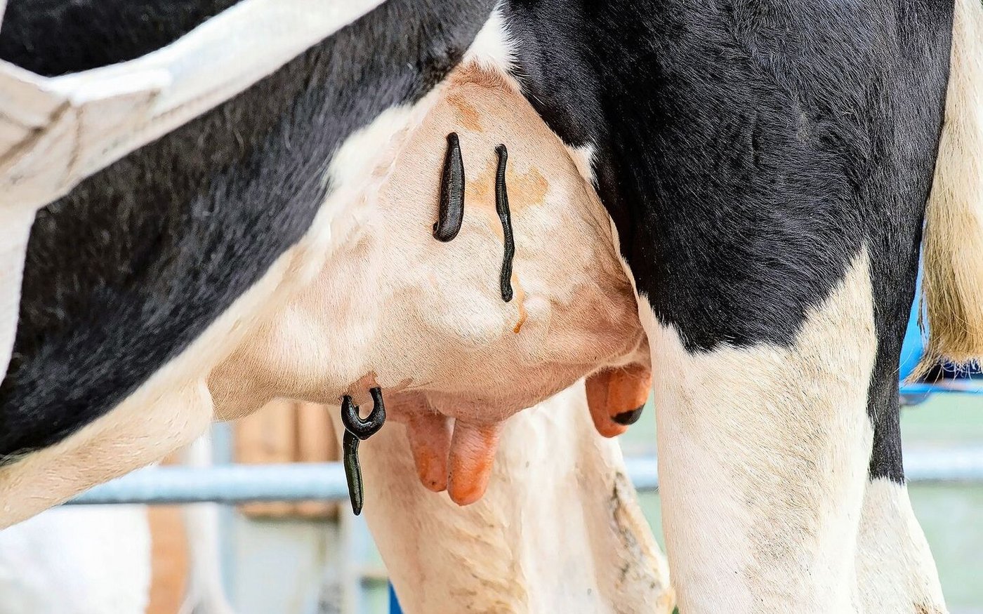 An dem Viertel, bei dem die Holstein-Kuh hohe Zellzahlen aufweist, wurden vier Blutegel angesetzt. Da die Problematik schon länger besteht, wird eine zweite Behandlung empfohlen.